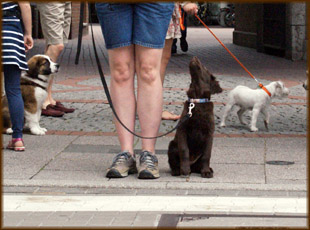Sugar im Welpenalter