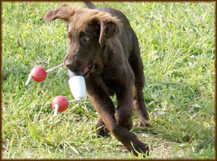 Sugar im Welpenalter