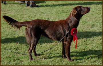 Nationale Rassehundeausstellung