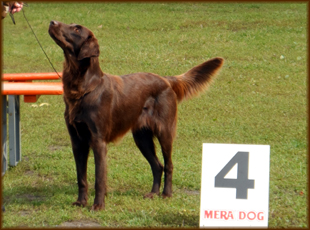 Nationale Rassehundeausstellung